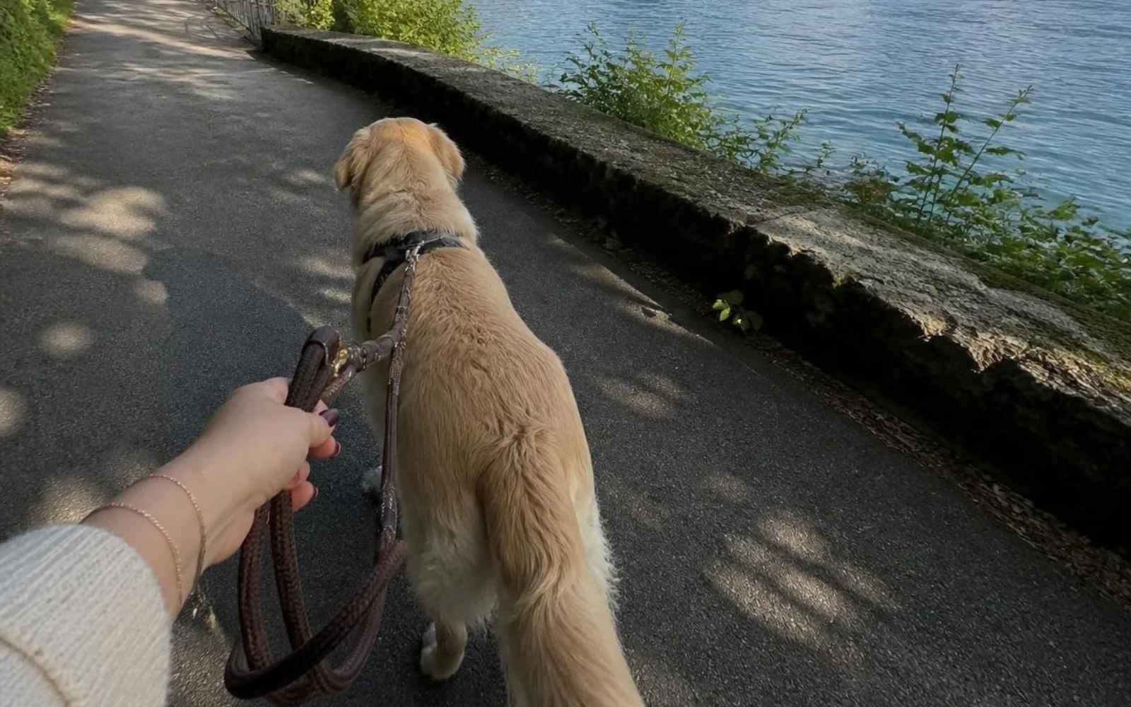 Hundebetreuung am Seeufer in Vitznau